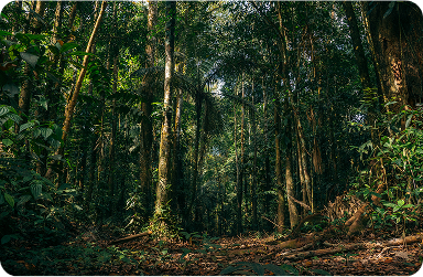 Bioeconomia Florestal